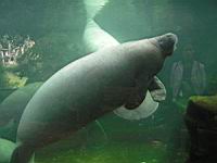 Dugong (02)